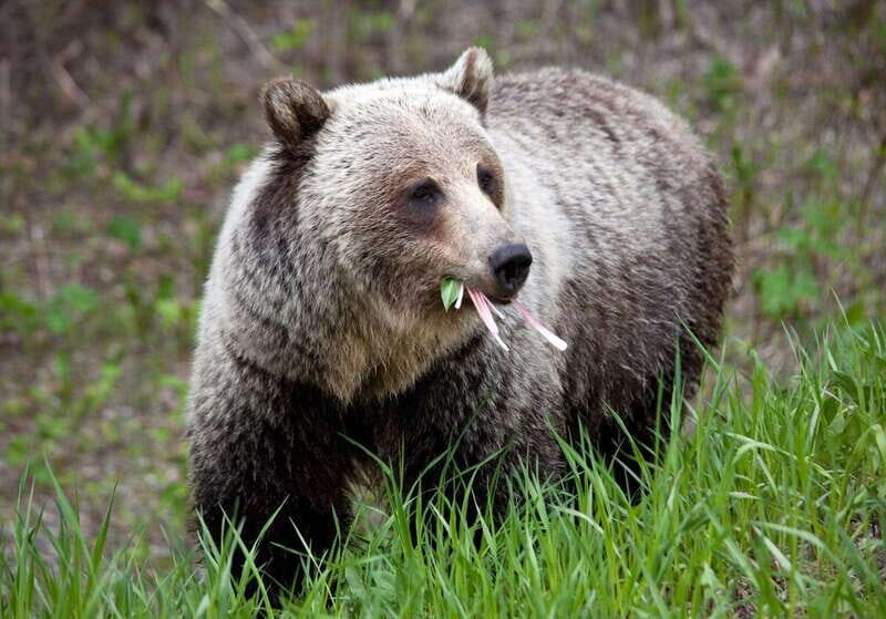 PRIVATE: Bear Country Hiking Tour - 4H Adventure - Key highlights I’d bank on