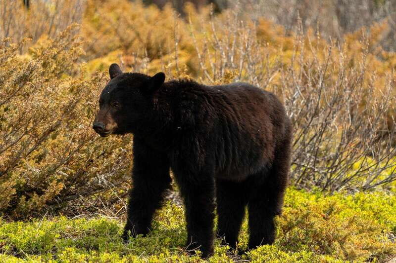 PRIVATE: Bear Country Hiking Tour - 4H Adventure - The hike itself: forests, rocky spots, and viewpoint time