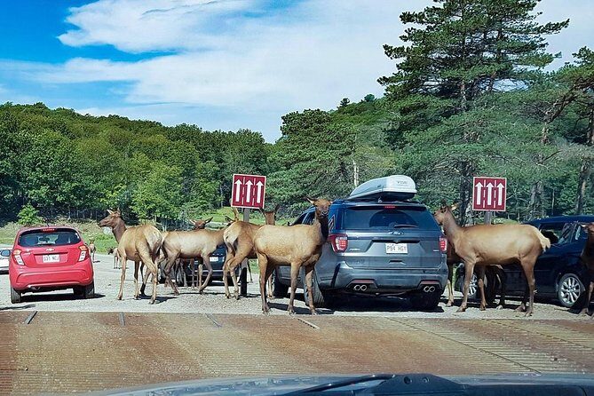 Private day tour to wildlife Parc Omega and Montebello lodge from Montreal - Key highlights you’ll care about