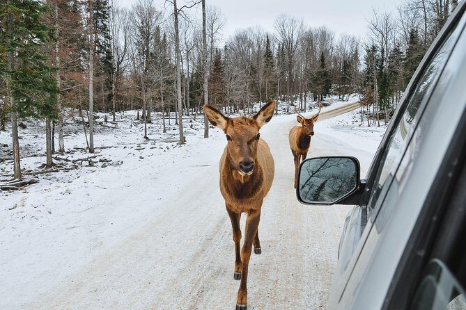 Private day tour to wildlife Parc Omega and Montebello lodge from Montreal - Parc Omega From Montreal: a drive-through wildlife day without the stress