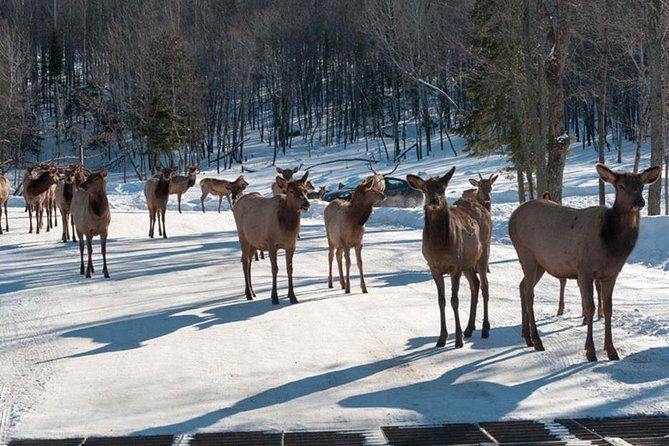 Private day tour to wildlife Parc Omega and Montebello lodge from Montreal - Stop 1: Parc Omega and the car-to-animal experience