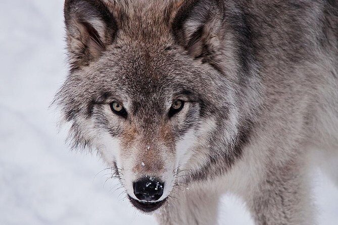 Private day tour to wildlife Parc Omega and Montebello lodge from Montreal - What’s included in your $359 price (and why it can be good value)