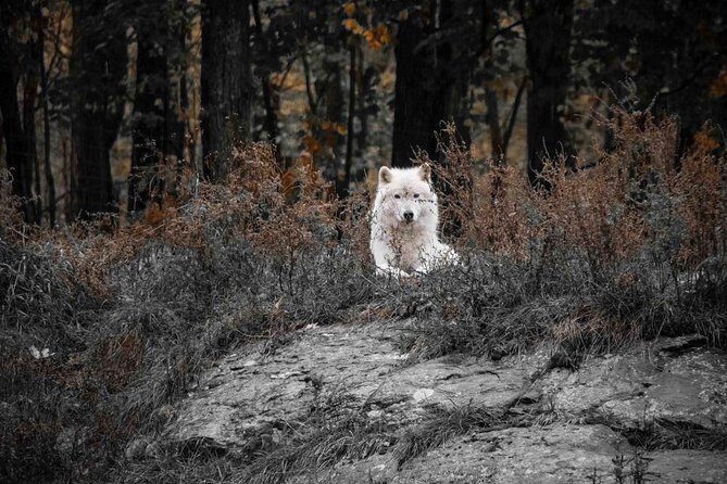 Private day tour to wildlife Parc Omega and Montebello lodge from Montreal - The guide factor: why enthusiasm matters at Parc Omega