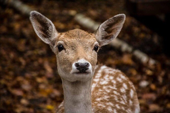 Private day tour to wildlife Parc Omega and Montebello lodge from Montreal - Practical tips before you go