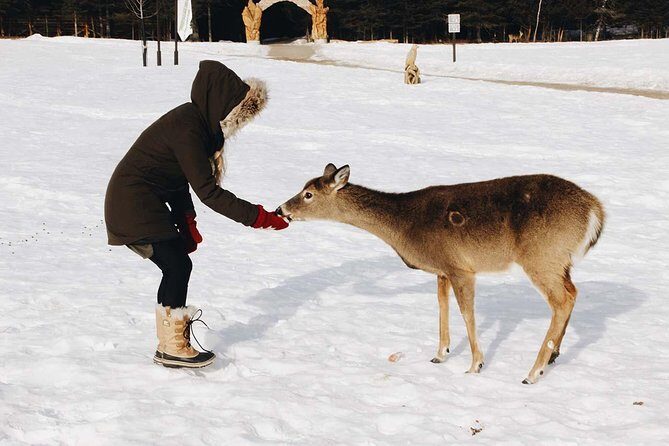Private day tour to wildlife Parc Omega and Montebello lodge from Montreal - Pickup at 9:00am and the 6–8 hour rhythm