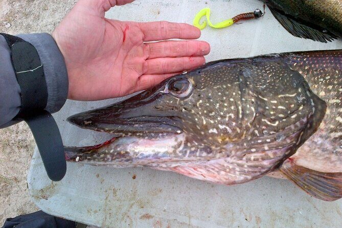 Private Fishing Adventure on the St. Lawrence River - Fishing License Reality Check (The One Thing That Can Ruin Your Day if You Forget)