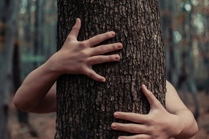 Private Forest Bathing Experience Connect with Nature - Price and value: what $261.40 gets you in real terms