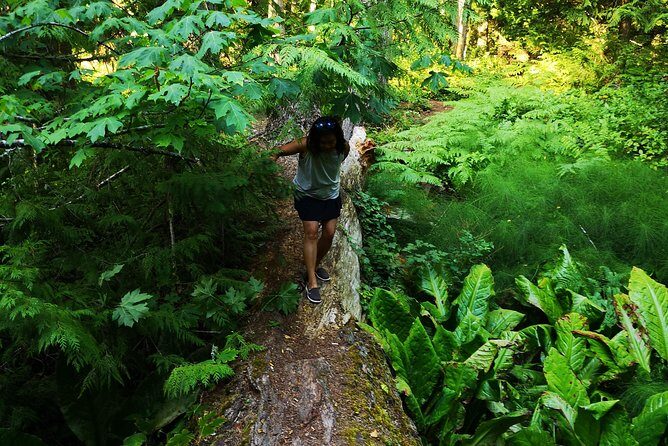 Private Guided Rainforest Hike in Victoria - Entering Victoria’s old-growth rainforest (without the guessing)
