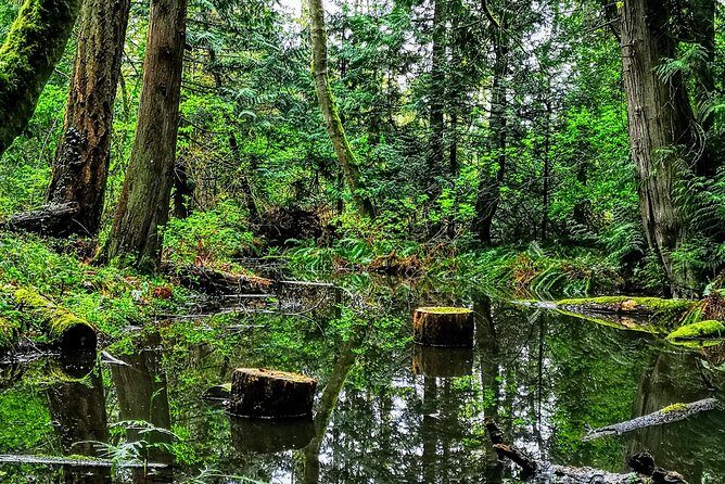Private Guided Rainforest Hike in Victoria - Surfside locations: what changes from one day to the next