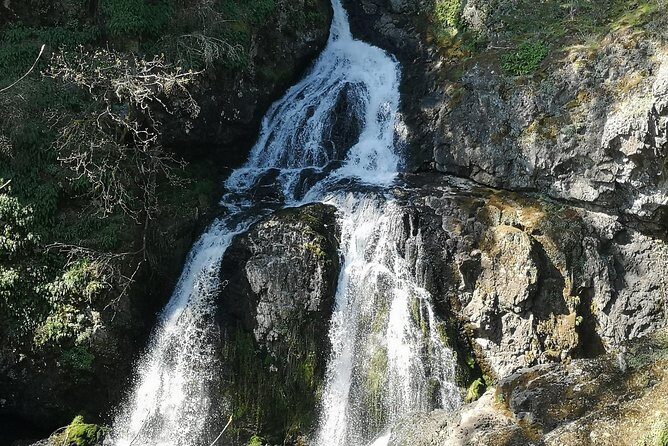 Private Guided Rainforest Hike in Victoria - Who this Victoria rainforest hike suits best