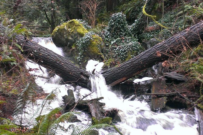 Private Guided Rainforest Hike in Victoria - The 3-hour format: flexible hikes that fit limited time