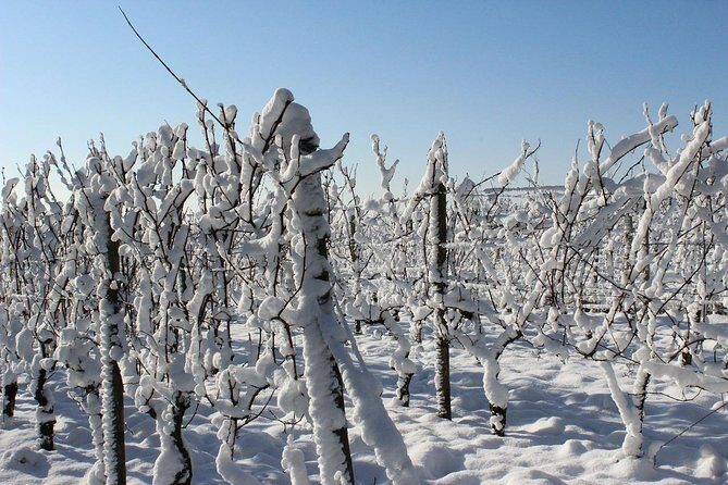 Private Niagara Ice Wine Tour - Niagara Ice Wine, But Make It Easy