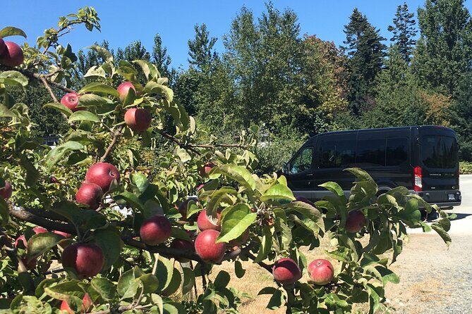 Private Small Group Local Wine, Cider Tasting, Central Saanich - A Saanich Peninsula tasting day that keeps the driving off your plate