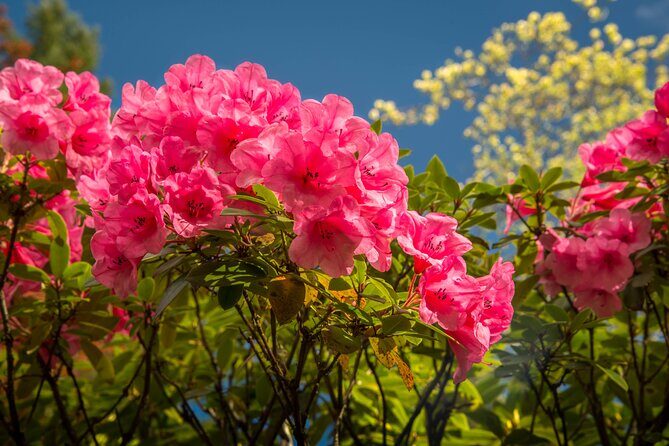 Private Tour Countryside Drive to Butchart Gardens & Victoria - Chinatown pass-through and Capital District photo stops