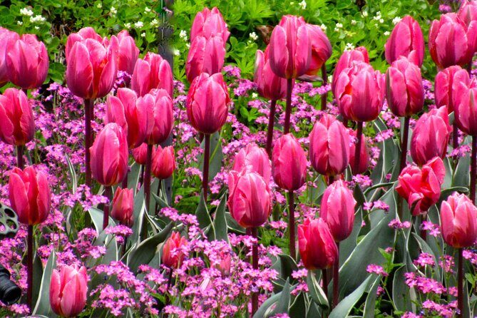 Private Tour Countryside Drive to Butchart Gardens & Victoria - Price and value: paying for privacy, not just a driver