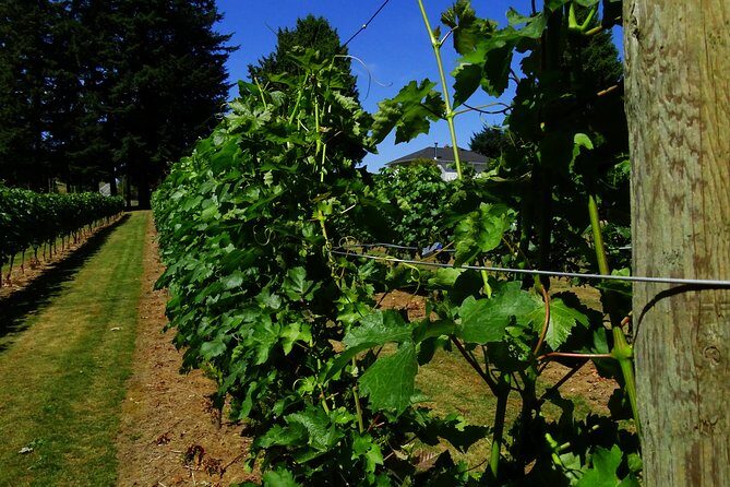 Private Tour: Vancouver Half Day Wine Tasting Tour - The guide factor: Chuck’s limo vibe and James’s balanced approach