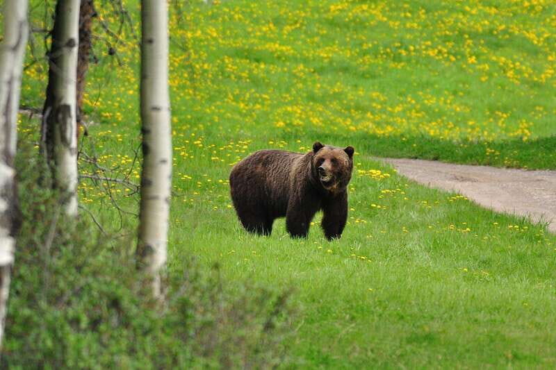 PRIVATE Wilderness and Wildlife Walking Tour - 3hrs - Key highlights to know before you go