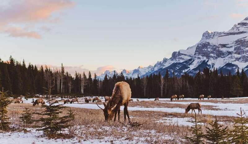 PRIVATE Wilderness and Wildlife Walking Tour - 3hrs - Canmore’s private wilderness walk, minus the crowd
