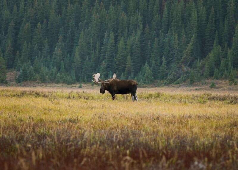 PRIVATE Wilderness and Wildlife Walking Tour - 3hrs - Wildlife safety in practice: bear spray, first aid, and calm guidance