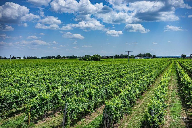 Private Wine and Chocolate Tour in Niagara Wine Region - Trius at Hillebrand Estates: a popular stop with real structure