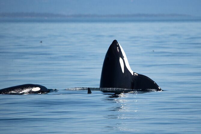 Private Zodiac Whale Watching Tour from Victoria - Private Zodiac Whale Watching From Victoria’s Wharf Area