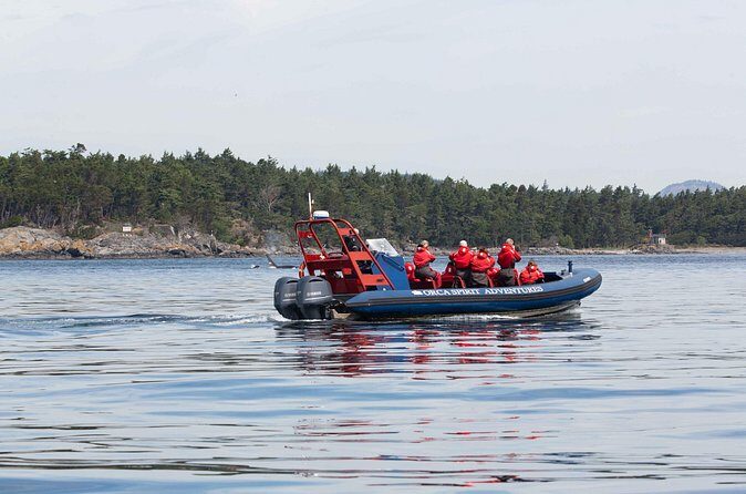 Private Zodiac Whale Watching Tour from Victoria - What You’ll See: Humpbacks, Bigg’s Killer Whales, and More