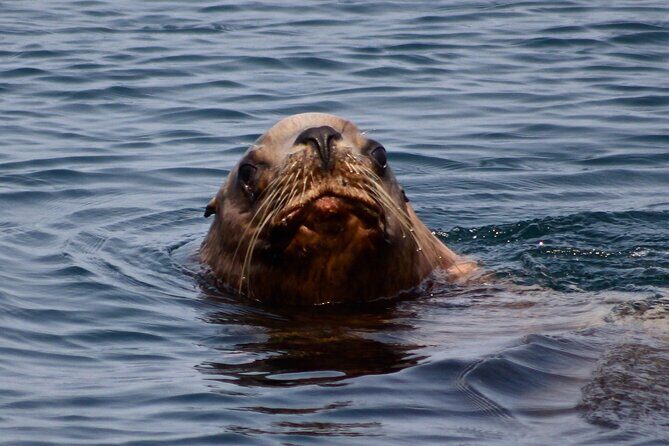 Private Zodiac Whale Watching Tour from Victoria - Price and Value: Paying for a Private Group Experience