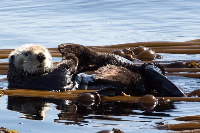 Private Zodiac Whale Watching Tour from Victoria - Who Should Book This Private Zodiac Whale Tour