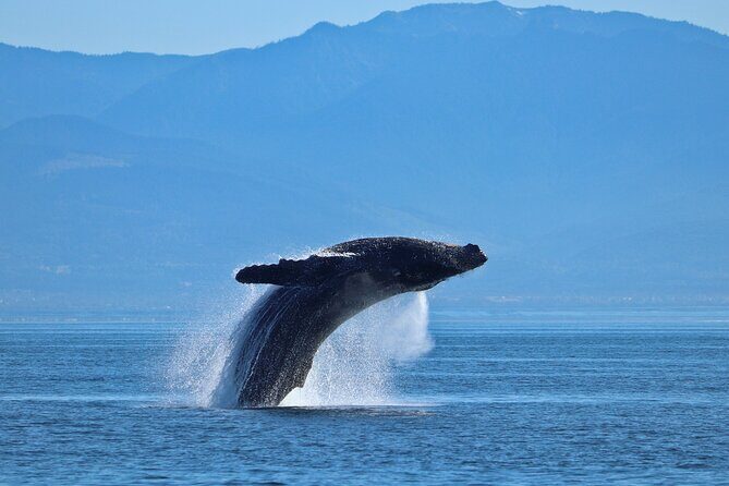 Private Zodiac Whale Watching Tour from Victoria - Suits, Safety Talk, and Your 12-Passenger Zodiac Setup