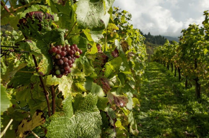 Quebec City: Island of Orleans Wine Tour - Stop 2: Le Vignoble du Mitan and Comparing Styles (Even If You Don’t Love Every Wine)