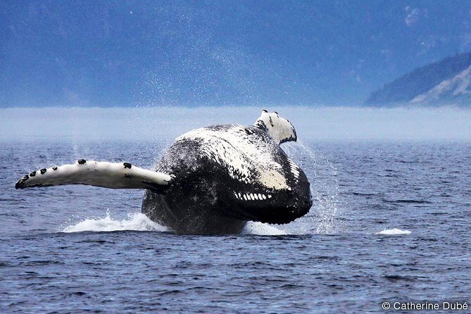 Québec City: Whale Watching Tour with Bus Transportation - Wildlife besides whales: why seals and belugas still make the day
