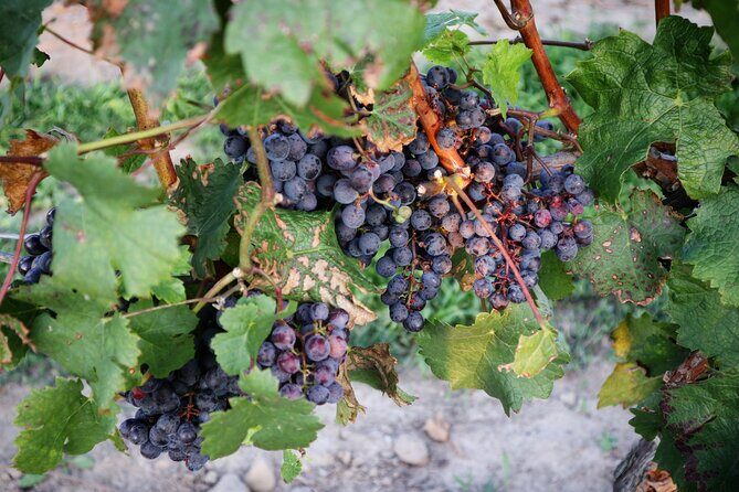 Relaxing Afternoon Wine Tour through Niagara's Wine Country - Your afternoon starts easy: 1:30 pm timing that’s actually vacation-friendly
