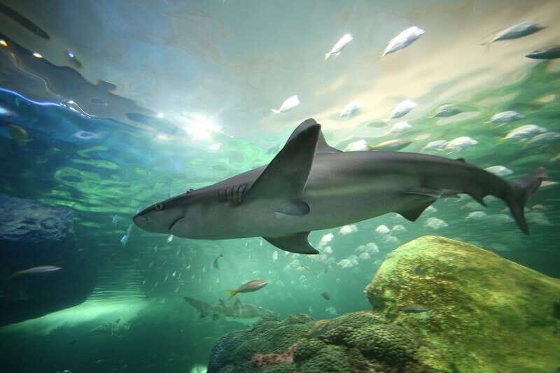 Ripley's Aquarium: Sharks After Dark Entry (After 5PM) - How the 2-hour visit really works: timing your route across 9 galleries