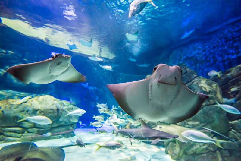 Ripley's Aquarium: Sharks After Dark Entry (After 5PM) - Jazz Fridays on the 2nd Friday: turning the aquarium into an evening event