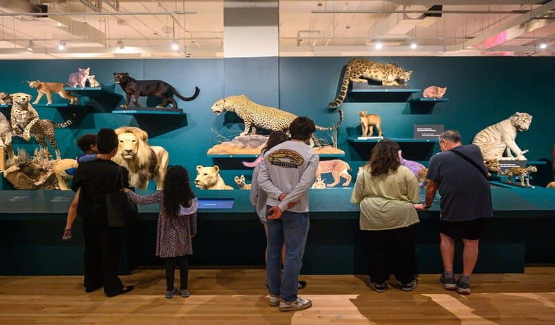 Royal Ontario Museum Revealed: A Guided Tour Through History - Key things you’ll notice right away