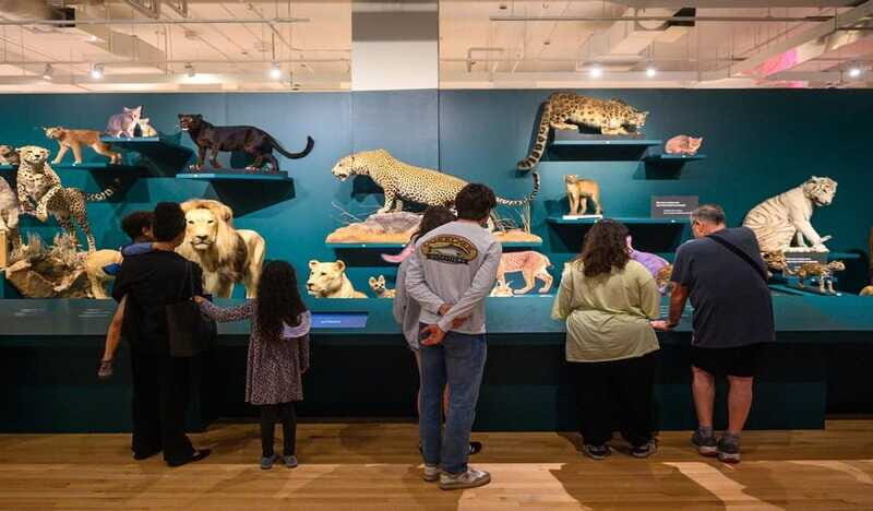 Royal Ontario Museum Revealed: A Guided Tour Through History - Textiles and Global Craft: A Hidden Clue to Cultural Life