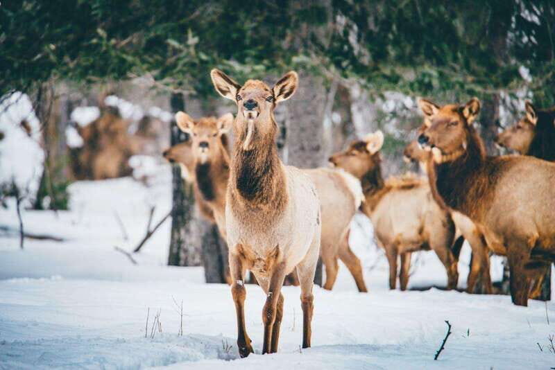 Saint Felicien: Admission to Zoo Sauvage - Key highlights you’ll care about