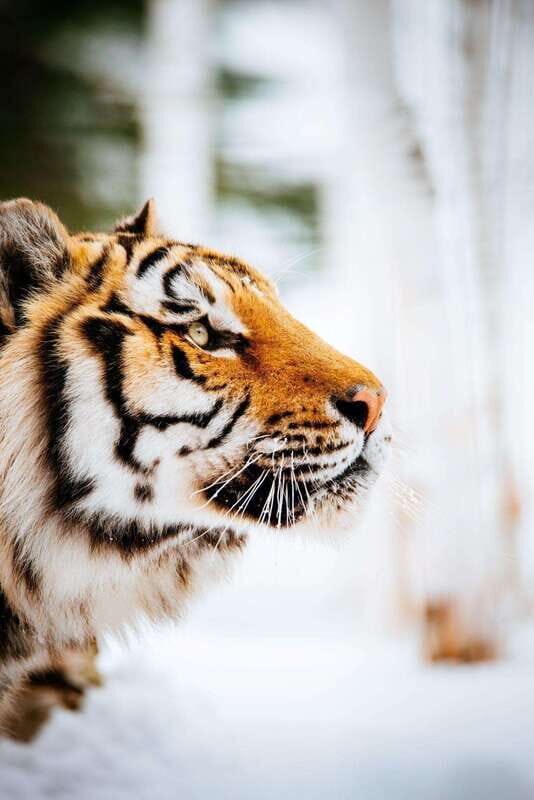 Saint Felicien: Admission to Zoo Sauvage - Price and value at $46: who gets the best deal