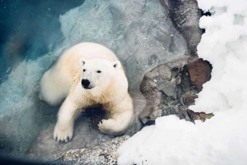 Saint Felicien: Admission to Zoo Sauvage - What to pack and how to enjoy Quebec winter at the zoo