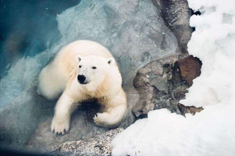 Saint Felicien: Admission to Zoo Sauvage - Wild Zoo winter sectors: Arctic Tundra to Ethiopian Plateaus