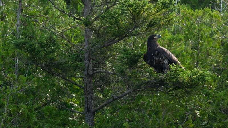 Saint John River: River Relics Kayak Tour - Key Points You’ll Care About