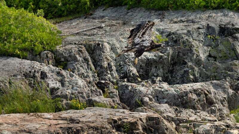 Saint John River: River Relics Kayak Tour - Should You Book This Kayak Tour?