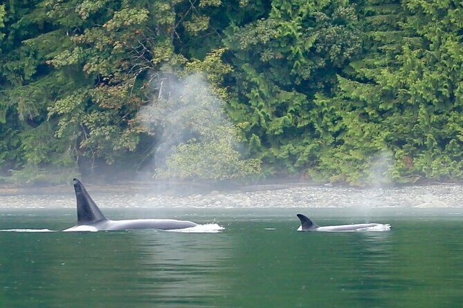 Salish Sea Whale Watching Tour in Campbell River - Price and Value: Is $204.65 for Four Hours Fair?