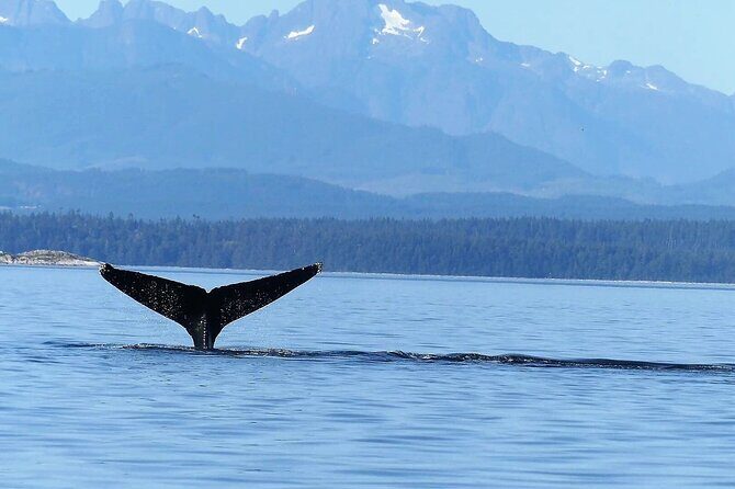 Salish Sea Whale Watching Tour in Campbell River - Practical Tips for Getting the Most From a Whale Watching Day