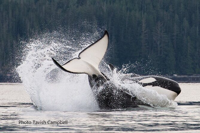 Salish Sea Whale Watching Tour in Campbell River - The Wildlife Search: Orcas, Humpbacks, and Everything That Shares the Sea