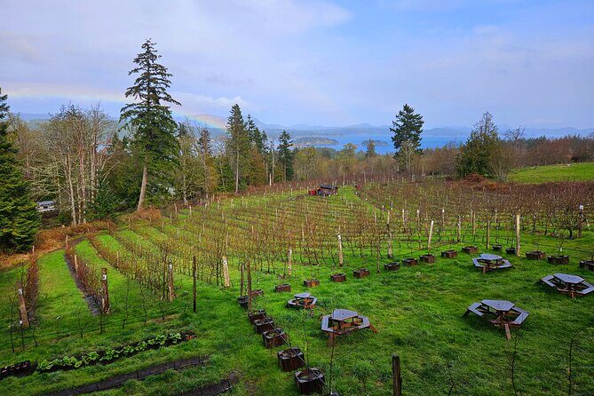Salt Spring Island "Artisan Trail" Hop On Hop Off Tour! - Stop 2: Sacred Mountain Lavender and the 60-variety lavender farm