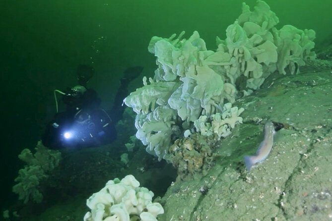 Scuba Dive Boat Charter in Vancouver (Certified Divers Only!) - Ride-along is great, but it has one catch