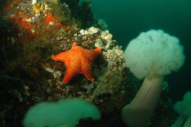 Scuba Dive Boat Charter in Vancouver (Certified Divers Only!) - Key Things to Know Before You Go