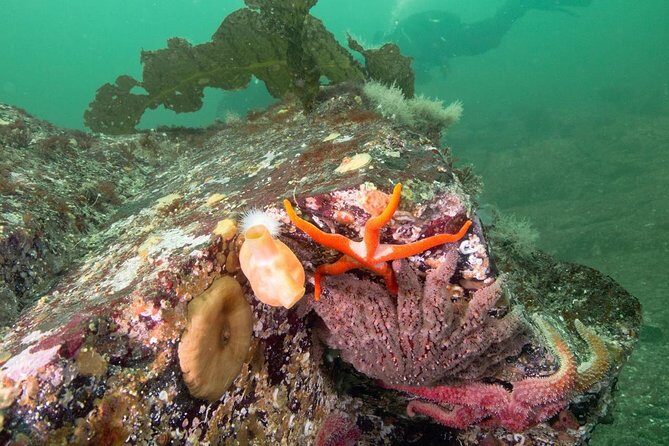 Scuba Dive Boat Charter in Vancouver (Certified Divers Only!) - Divemaster Buddy Help and Your Certification Check