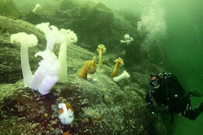 Scuba Dive Boat Charter in Vancouver (Certified Divers Only!) - Gear, Tank Fills, and What’s Included (and What’s Not)